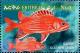 Colnect-3531-337-Squirrlefish-Holocentrus-sp.jpg