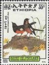 Colnect-2774-049-White-winged-Cliff-Chat-Thammolaea-semirufa.jpg