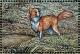 Colnect-1714-651-Border-Collie-Canis-lupus-familiaris.jpg