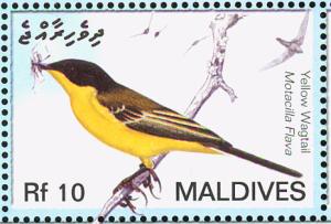 Colnect-1631-427-Western-Yellow-Wagtail-Motacilla-flava.jpg