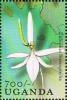 Colnect-3108-965-Eulophia-stenophylia.jpg