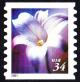 Colnect-2987-193-Longiflorum-lily.jpg