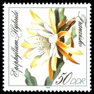 Colnect-1984-000-Epiphyllum-hybrid--Franziska-.jpg