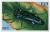 Colnect-3950-024-Jewel-Beetle-Agrilus-sp.jpg
