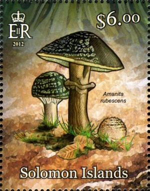 Colnect-2576-879-Amanita-rubescens.jpg