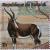 Colnect-1323-948-Blesbok-Damaliscus-dorcas-philippsi.jpg