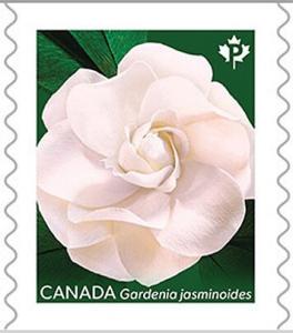 Colnect-5594-233-Gardenias-Green-Background.jpg