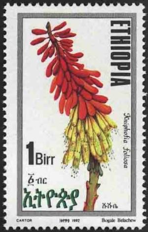 Colnect-2774-497-Kniphofia-foliosa.jpg