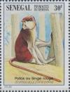 Colnect-2199-418-Patas-Monkey-Erythrocebus-patas.jpg