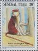 Colnect-2199-418-Patas-Monkey-Erythrocebus-patas.jpg