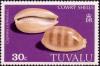 Colnect-2661-559-Carnelian-Cowry-Cypraea-carneola.jpg
