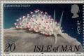 Colnect-124-958-Painted-Balloon-Aeolis-Eubranchus-tricolor.jpg