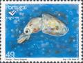 Colnect-2849-737-European-Squid-Loligo-vulgaris.jpg