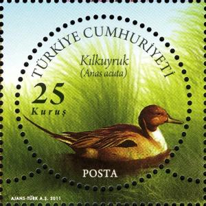 Colnect-994-680-Northern-Pintail-Anas-acuta-.jpg