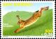 Colnect-1076-942-European-hare-Lepus-europaeus.jpg