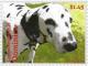 Colnect-3277-013-Dalmatian-Canis-lupus-familiaris.jpg