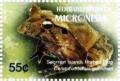 Colnect-5661-698-Ceratobatrachus-guentheri.jpg