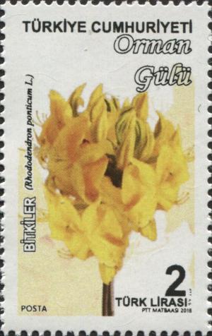 Colnect-5612-474-Rhododendron-Ponticum-L.jpg