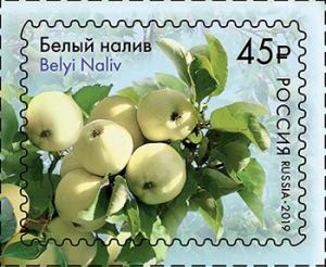 Colnect-5703-451-Apples-of-Russia--Belyi-Naliv.jpg