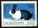 Colnect-995-294-Dutch-Rabbit-Oryctolagus-cuniculus-forma-domestica.jpg