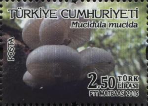 Colnect-3052-203-Mushrooms---Mucidula-mucida.jpg