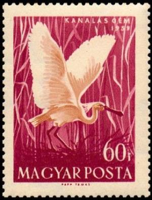 Colnect-815-792--Eurasian-Spoonbill-Platalea-leucorodia.jpg