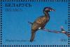 Colnect-1047-771-Great-Cormorant%C2%A0Phalacrocorax-carbo.jpg