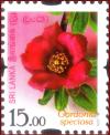 Colnect-3588-520-Gordonia-speciosa.jpg