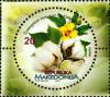 Colnect-5375-861-Upland-Cotton-Gossypium-hirsutum.jpg