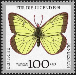 Colnect-5382-306-Moorland-Clouded-Yellow-Colias-palaeno.jpg