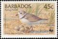 Colnect-578-236-Piping-Plover-Charadrius-melodus-.jpg