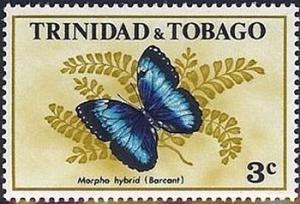 Colnect-2165-947-Morpho-Butterfly-Morpho-sp.jpg