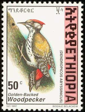 Colnect-2890-996-Abyssinian-Woodpecker-Dendropicos-abyssinicus.jpg