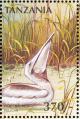 Colnect-3746-316-Pink-backed-Pelican-Pelecanus-rufescens.jpg