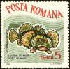 Colnect-4318-485-Black-Scorpionfish-Scorpaena-porcus.jpg