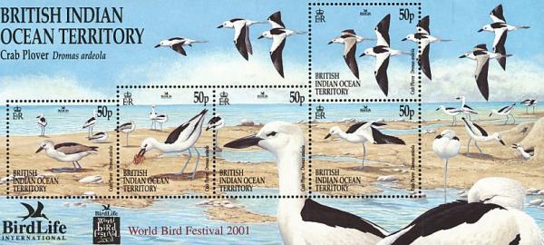 Colnect-4412-899-Crab-plover-Dromas-ardeola.jpg