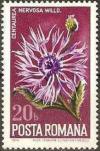 Colnect-619-585-Plume-Knapweed-Centaurea-nervosa.jpg