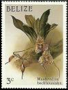 Colnect-1790-223-Dracula-chimaera-synMasdevallia-backhousiana.jpg