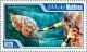 Colnect-4291-064-Humphead-Wrasse-Cheilinus-undulatus.jpg