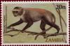 Colnect-1699-163-Moloney-s-White-collared-Monkey-Cercopithecus-mitis-ssp-mo.jpg
