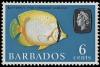 Colnect-4194-656-Spotfin-Butterflyfish-Chaetodon-ocellatus.jpg
