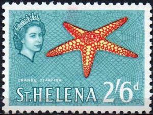 Colnect-3106-831-Orange-Starfish-Narcissia-trigonaria.jpg