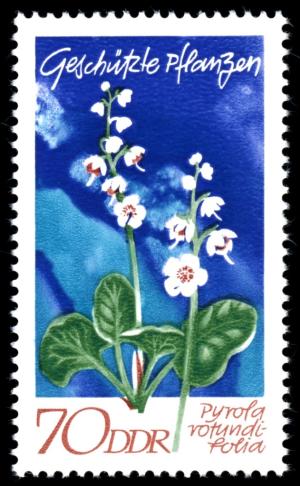 Colnect-1978-264-Pyrola-rotundifolia.jpg