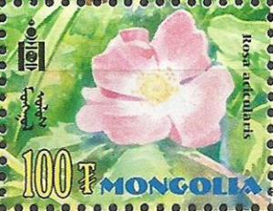 Colnect-2649-015-Rosa-acicularis.jpg