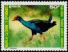 Colnect-854-496-Purple-Swamphen-Porphyrio-porphyrio-ssp-caledonicus.jpg