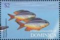 Colnect-3268-761-Beaugregory-Stegastes-leucostictus.jpg