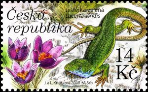 Colnect-3772-992-Greater-Pasque-Flower-Pulsatilla-grandis-Green-Lizard-La.jpg