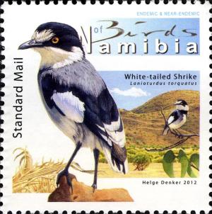Colnect-3063-314-White-tailed-Shrike-Lanioturdus-torquatus-.jpg