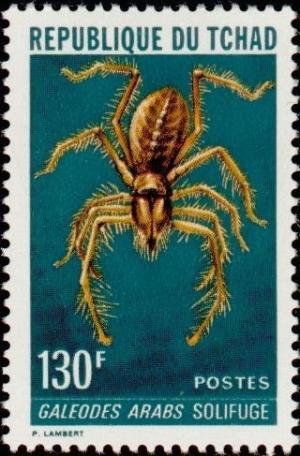 Colnect-1052-813-Camel-Spider-Galeodes-arabs.jpg