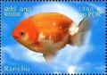 Colnect-2582-877-Ranchu-Carassius-gibelio-forma-auratus.jpg